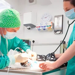 Linnaeus Clinical Excellence Veterinary